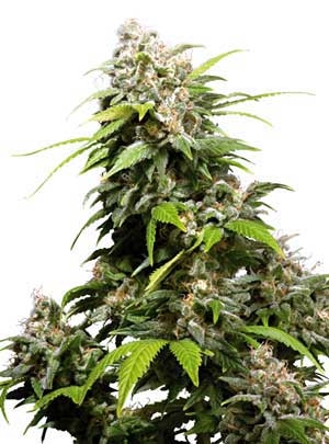comment faire pousser du cannabis