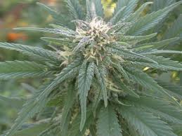 cannabis en fleur