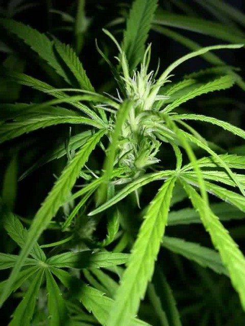 Plante femelle cannabis