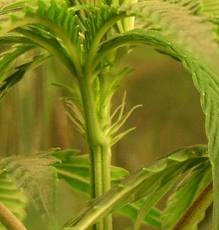Fleur femelle du cannabis